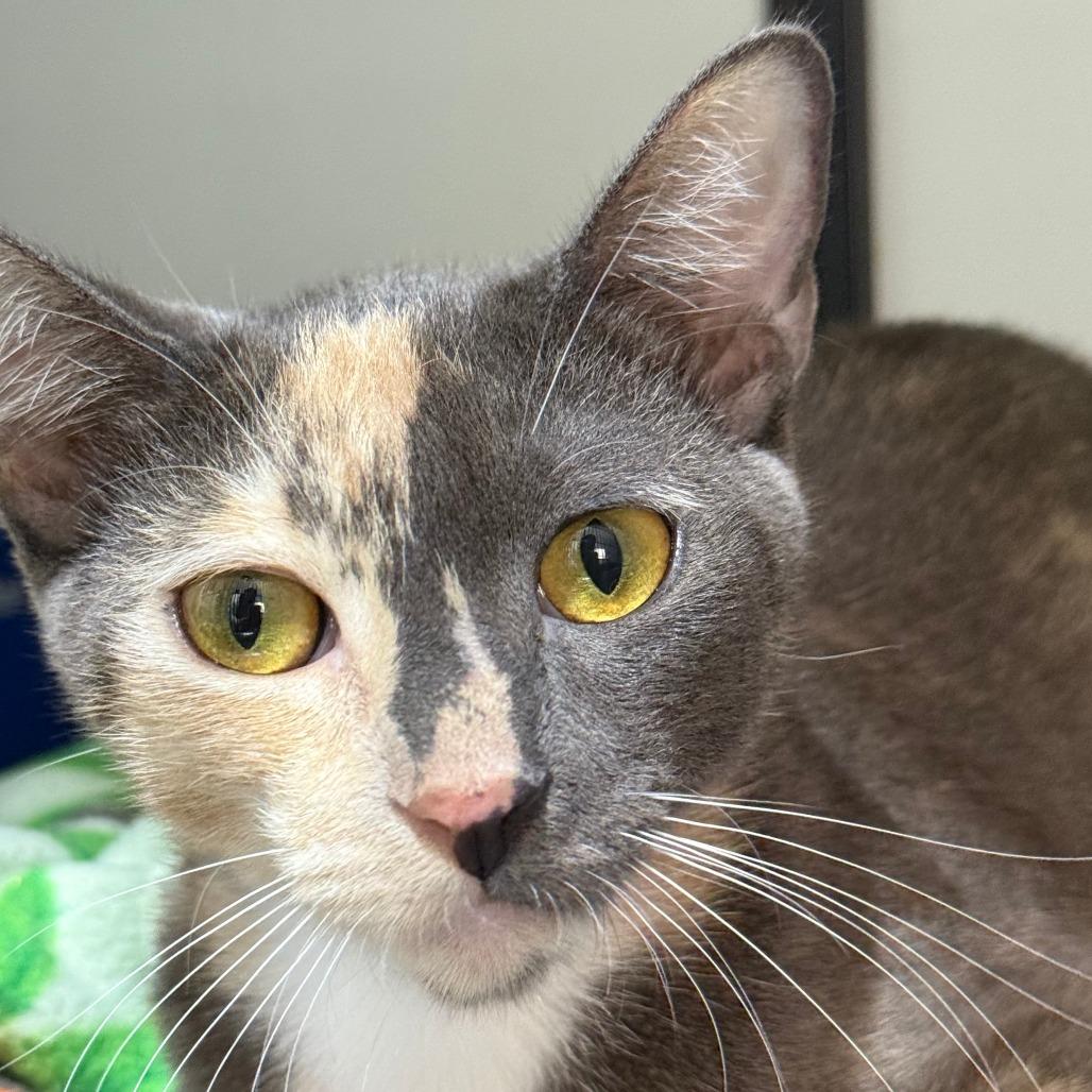 Creme Brulee, a Adoptable Domestic Short Hair in Brea, CA image 2/6