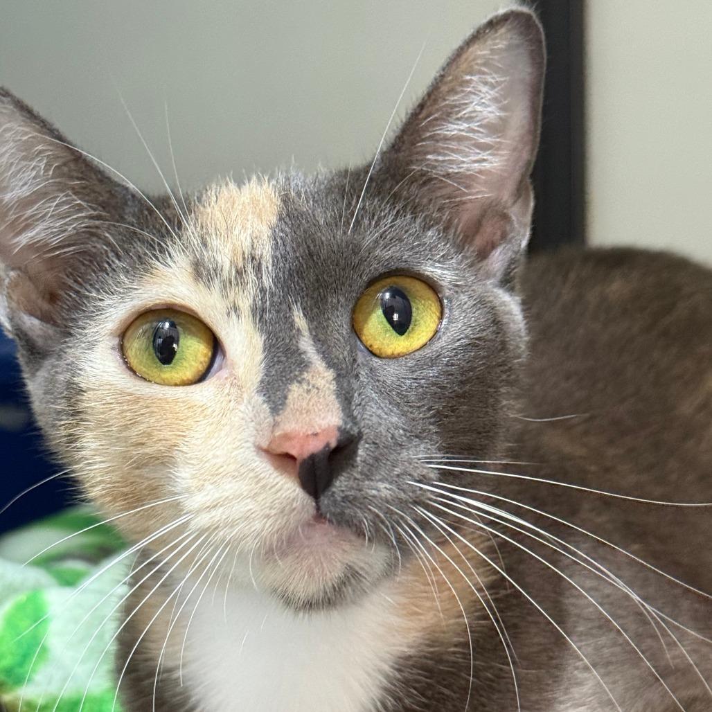 Creme Brulee, a Adoptable Domestic Short Hair in Brea, CA image 4/6