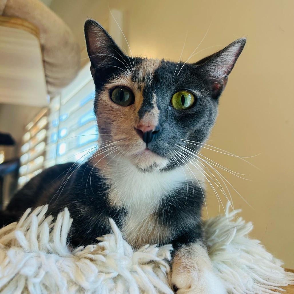 Creme Brulee, a Adoptable Domestic Short Hair in Brea, CA image 5/6