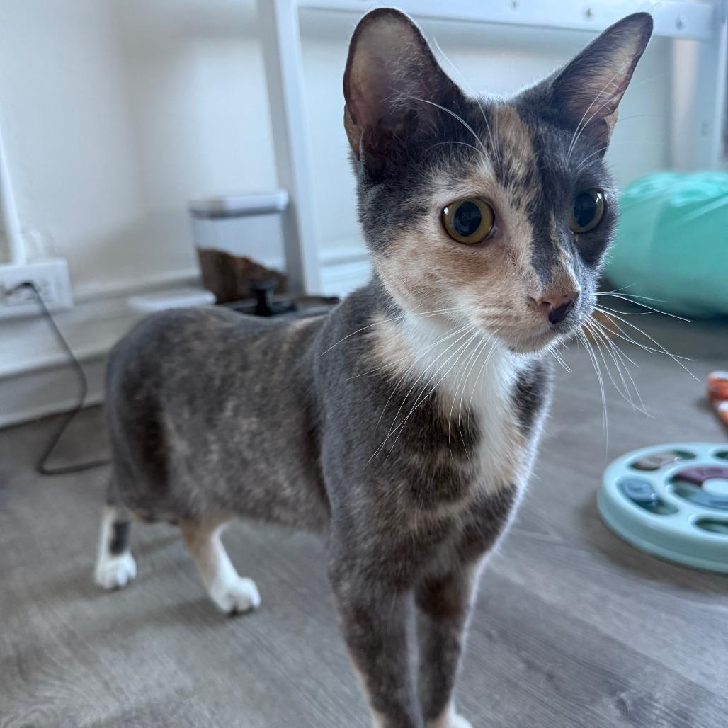 Enlarge Creme Brulee, a Adoptable Domestic Short Hair in Brea, CA image 4/5