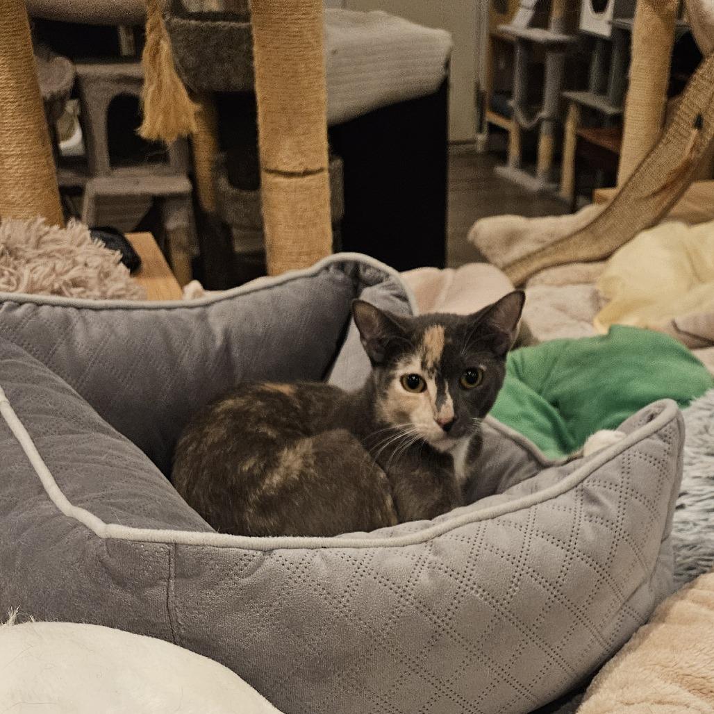 Creme Brulee, a Adoptable Domestic Short Hair in Brea, CA image 6/6