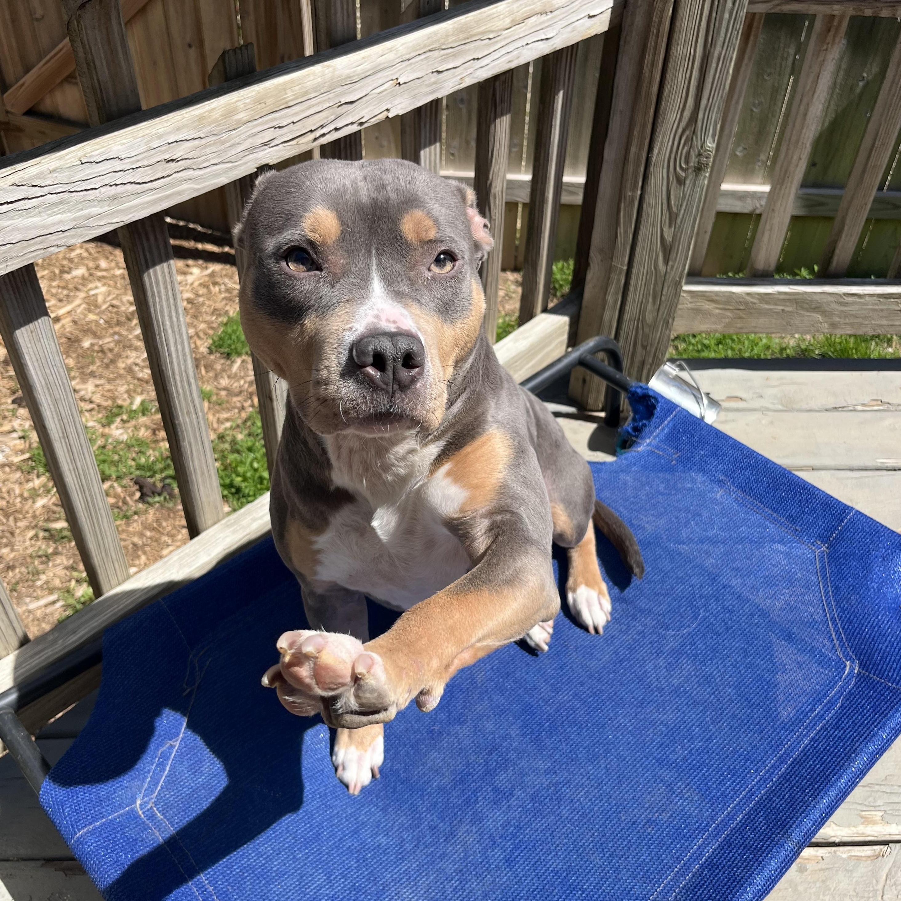 Enlarge Nella, a Adoptable mixed breed image 1/4