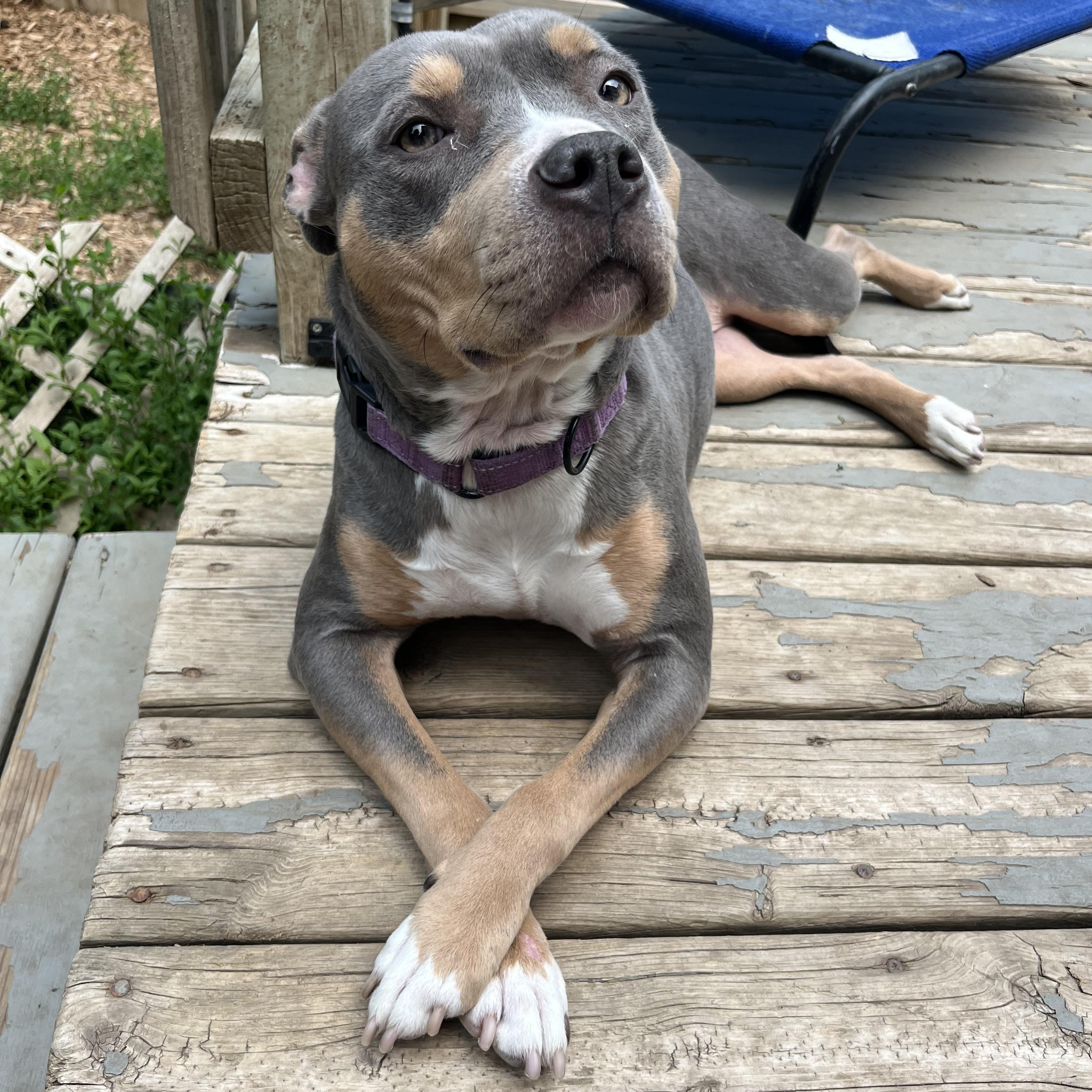 Enlarge Nella, a Adoptable mixed breed image 2/4