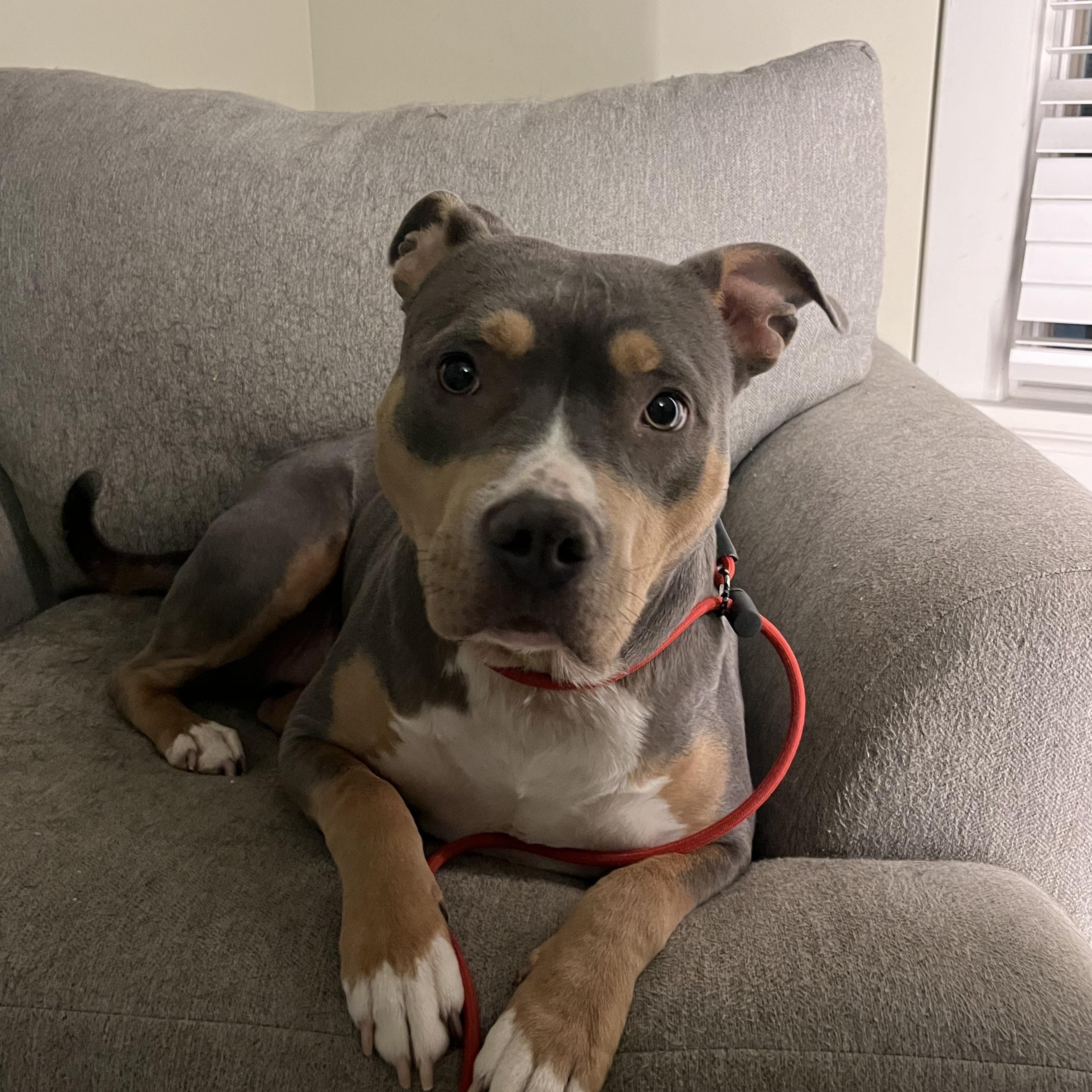 Enlarge Nella, a Adoptable mixed breed image 3/4