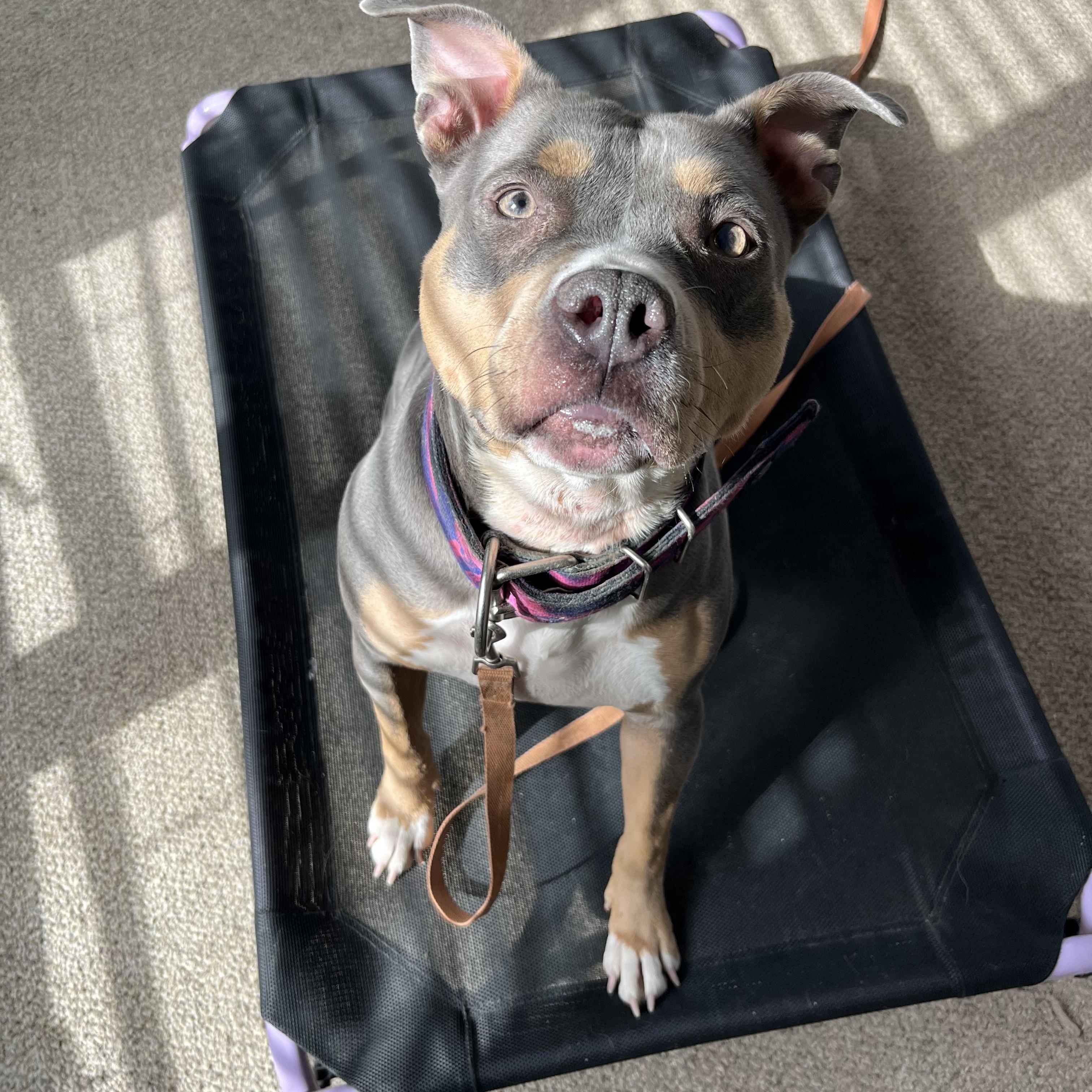 Enlarge Nella, a Adoptable mixed breed image 4/4