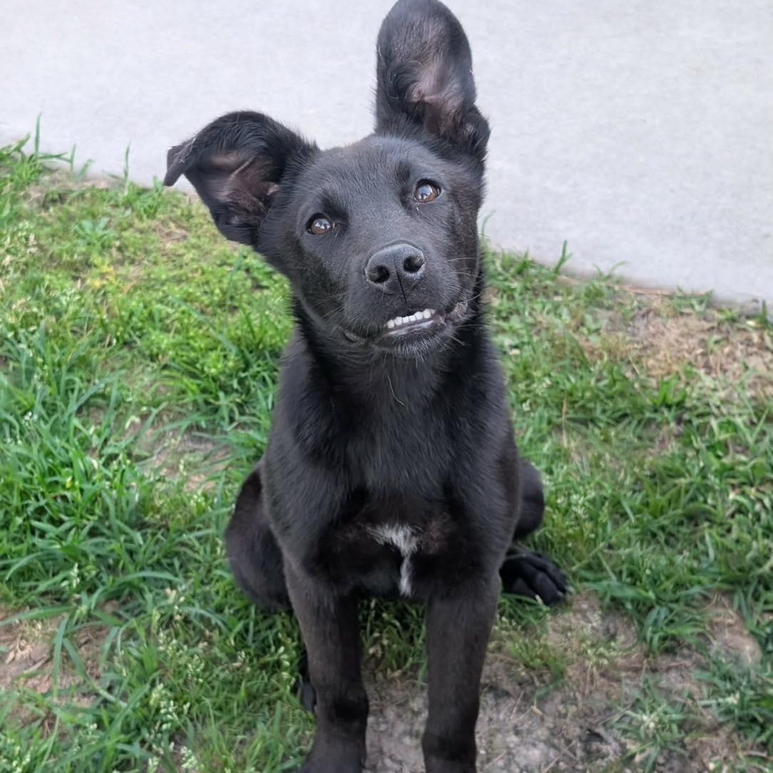 Churro, a ADOPTABLE mixed breed in Calabash, NC image 5/5
