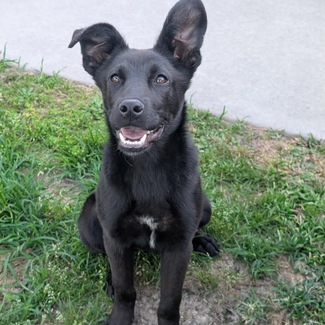Churro, a ADOPTABLE mixed breed in Calabash, NC image 1/5