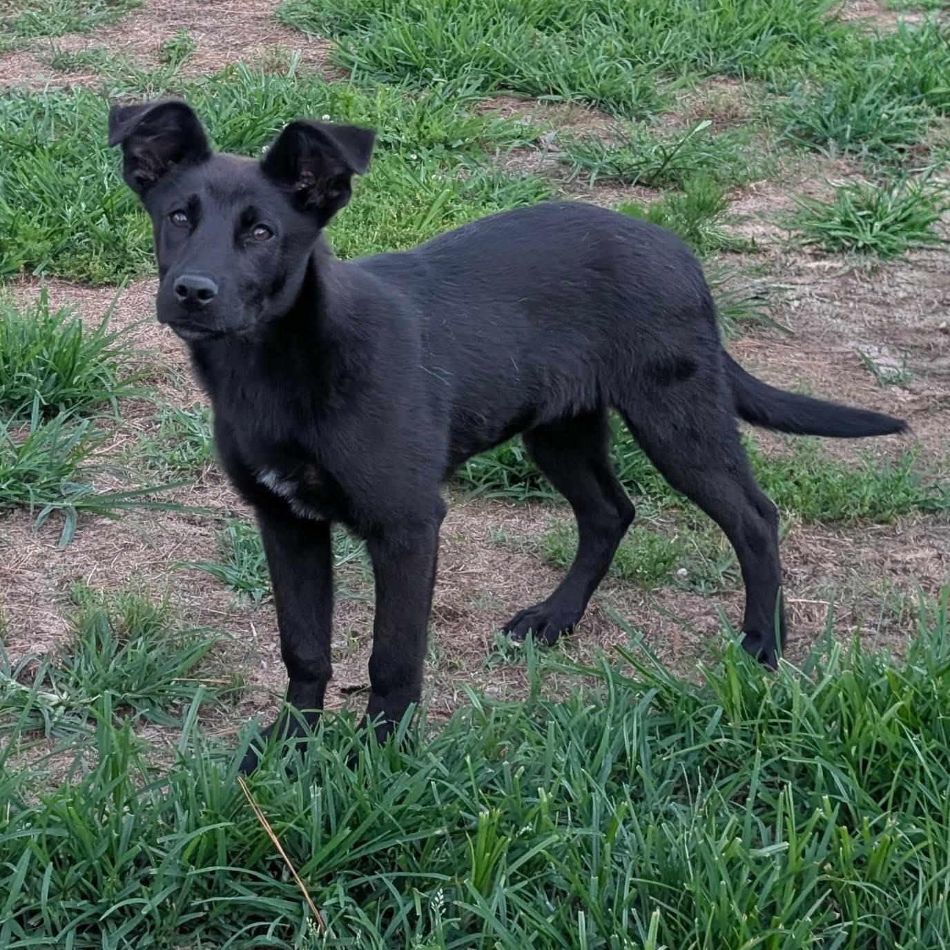Churro, a ADOPTABLE mixed breed in Calabash, NC image 2/5
