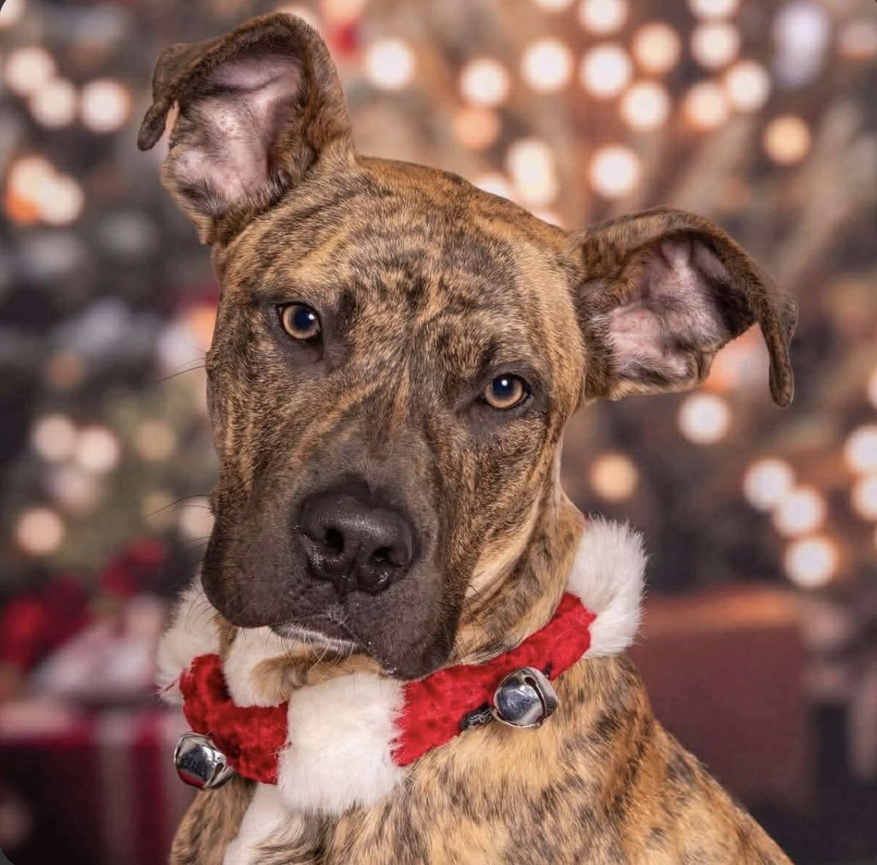 Duke, ADOPTABLE, Young Male Boxer.