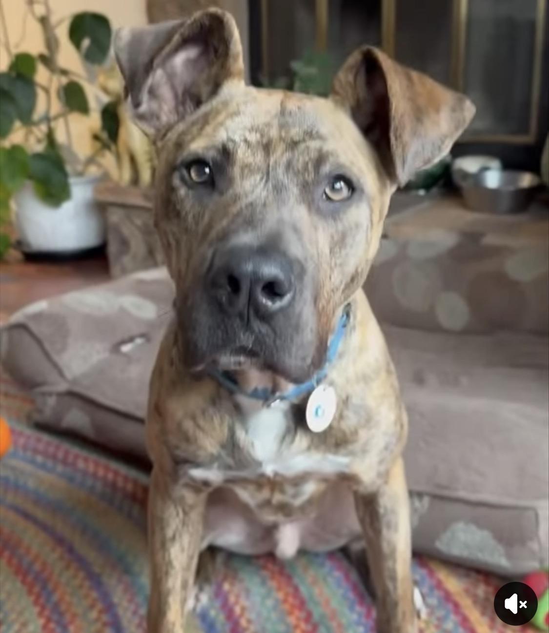 Duke, ADOPTABLE, Young Male Boxer.