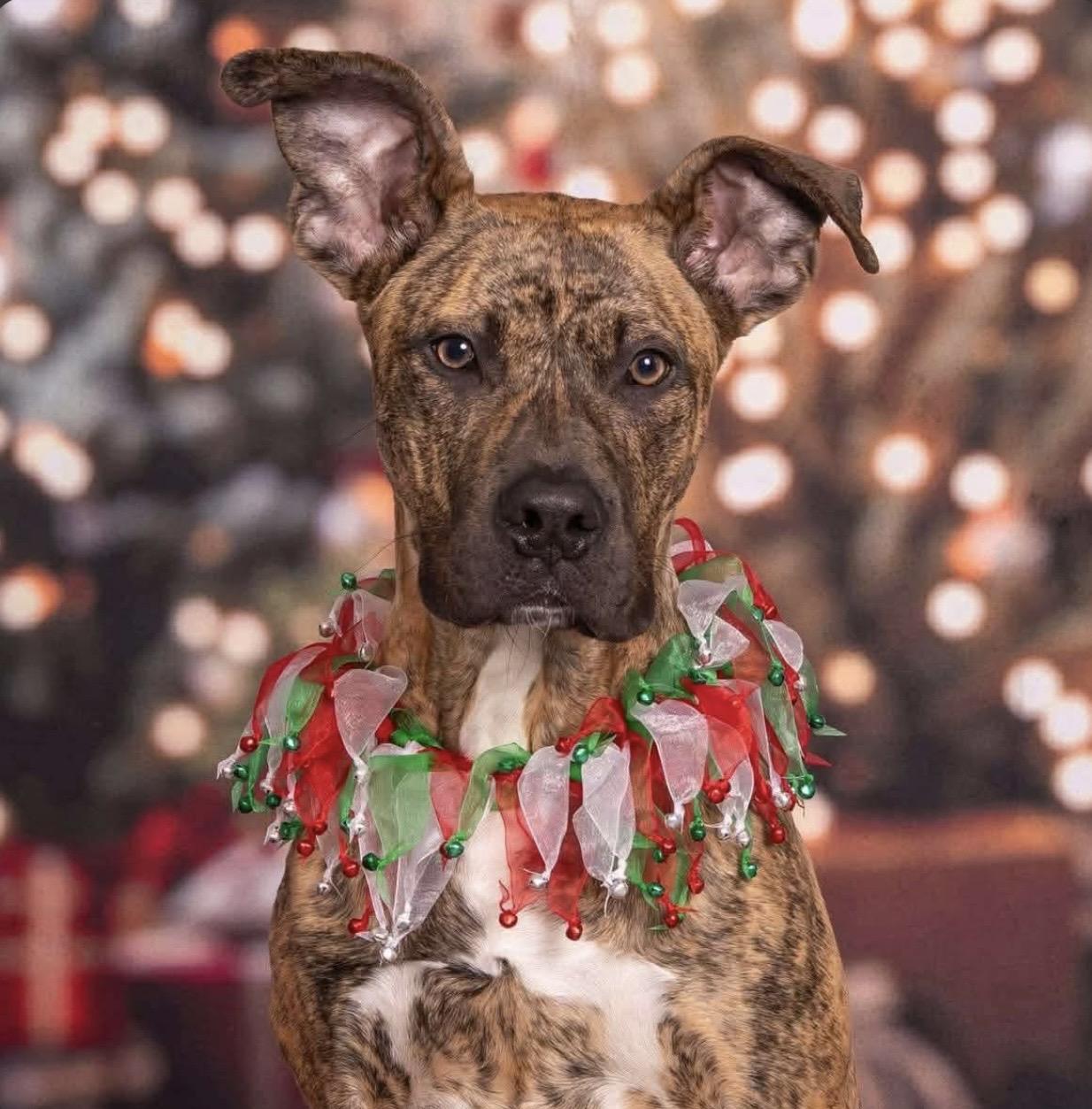 Enlarge Duke, a ADOPTABLE mixed breed in Santa Rosa, CA image 3/3