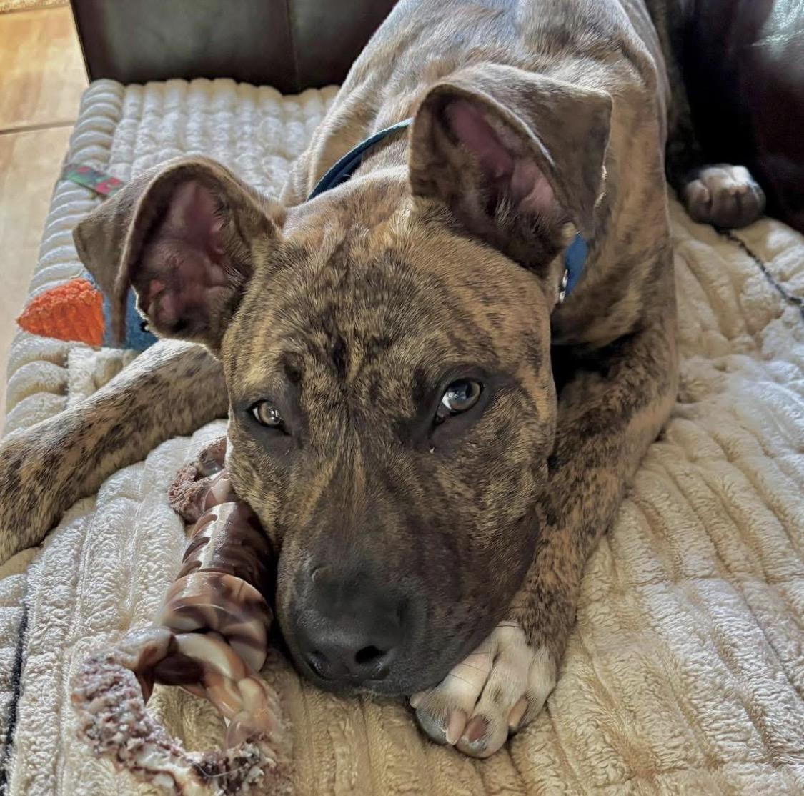 Duke, ADOPTABLE, Young Male Boxer.