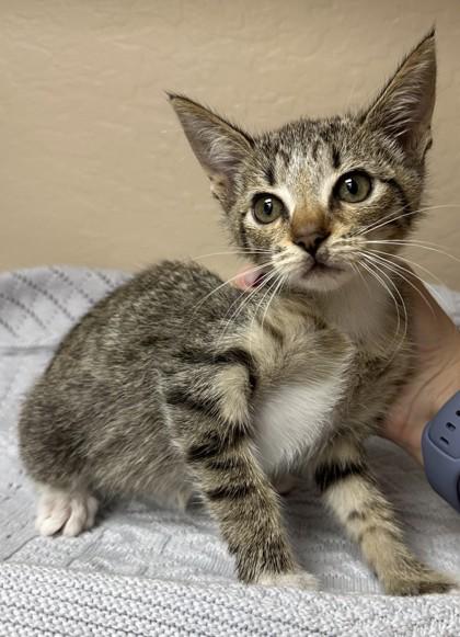 Nico, Adoptable, Young Male Domestic Short Hair & Domestic Short Hair.