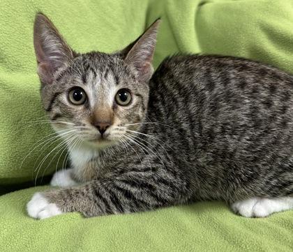 Nico, a Adoptable Domestic Short Hair in Phoenix, AZ image 2/2