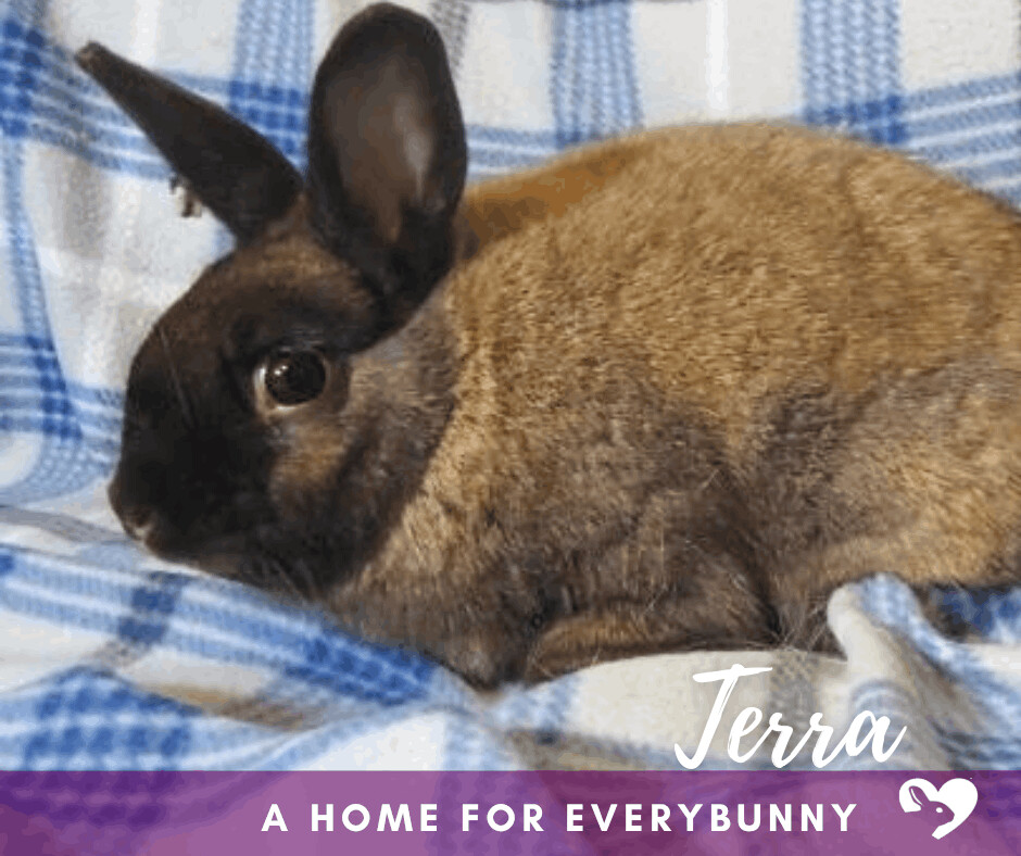 Rabbit for adoption - Terra, a Mini Rex & Lionhead Mix in Ames, IA ...