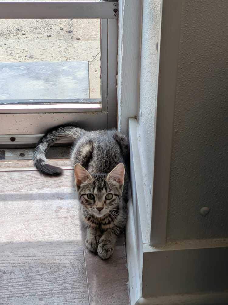 Avery, Adoptable, Kitten Female Domestic Short Hair.