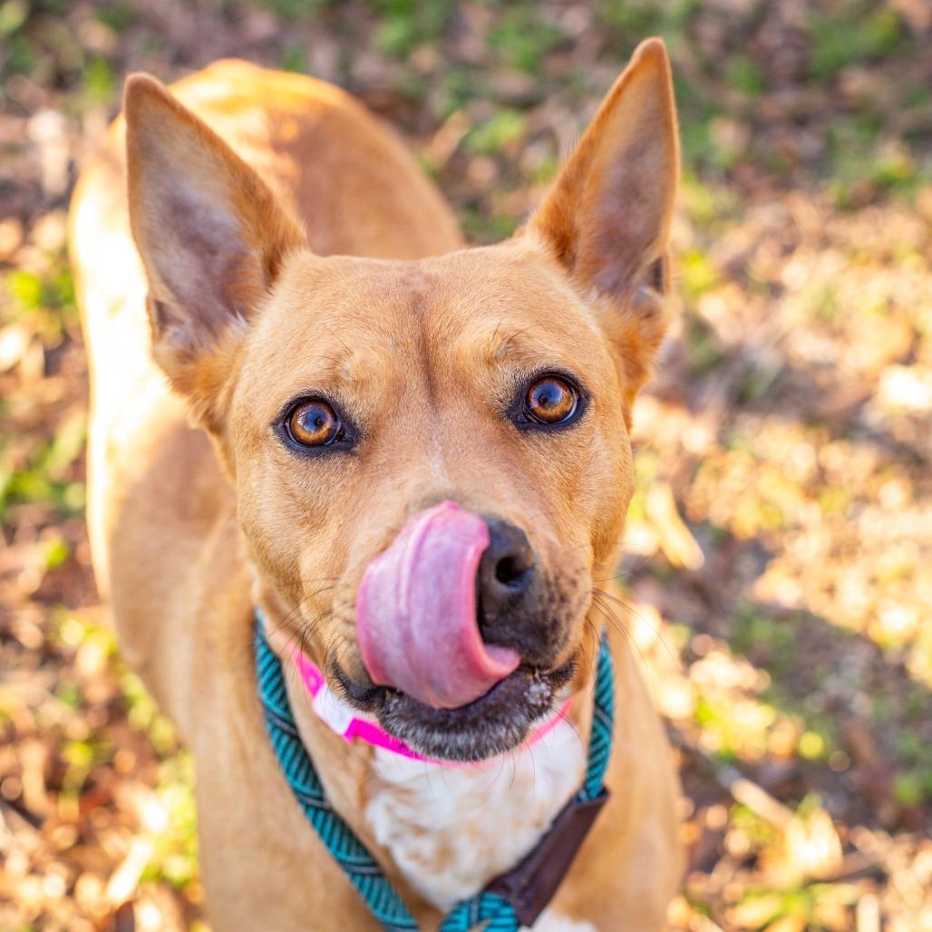 Enlarge Reba, a Adoptable mixed breed in Hattiesburg, MS image 2/3