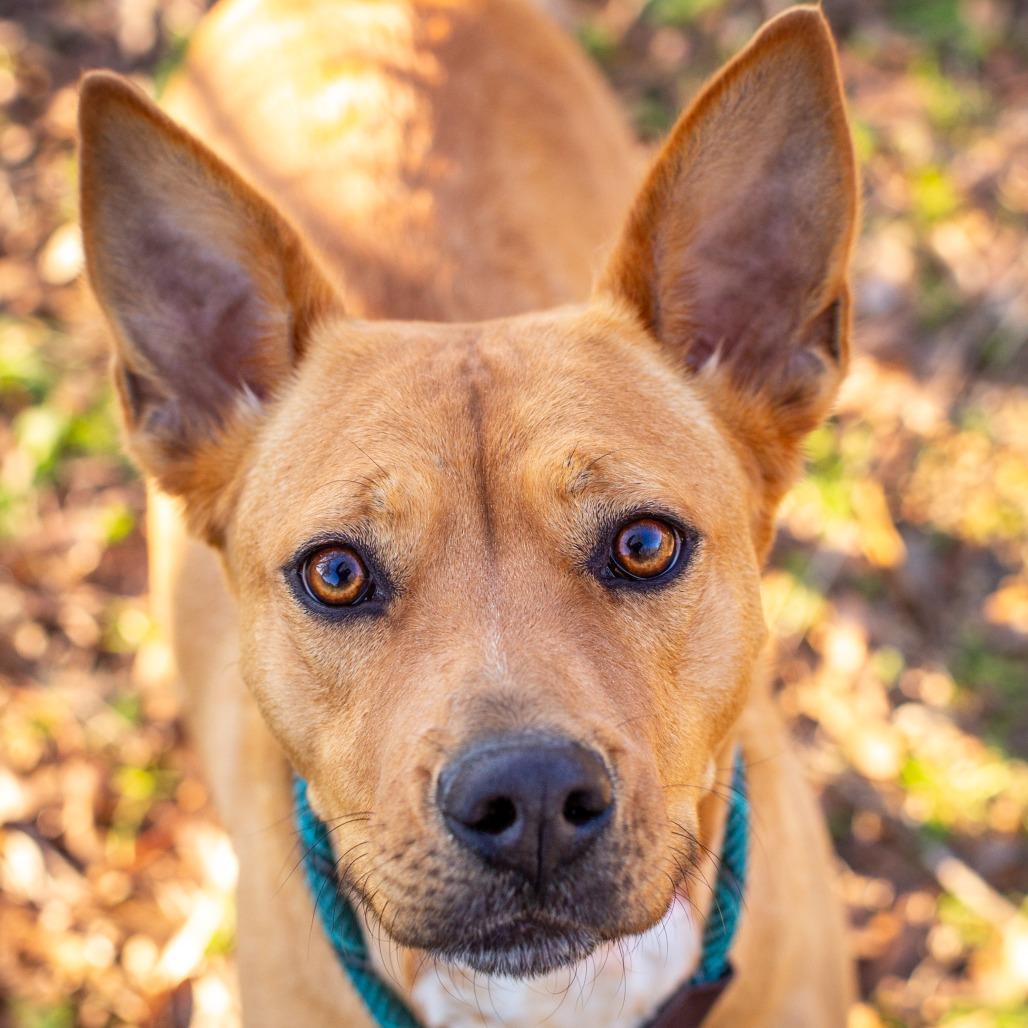 Enlarge Reba, a Adoptable mixed breed in Hattiesburg, MS image 3/3