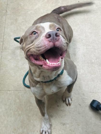 Enlarge Ava, a ADOPTABLE mixed breed in Martinsville, VA image 4/4