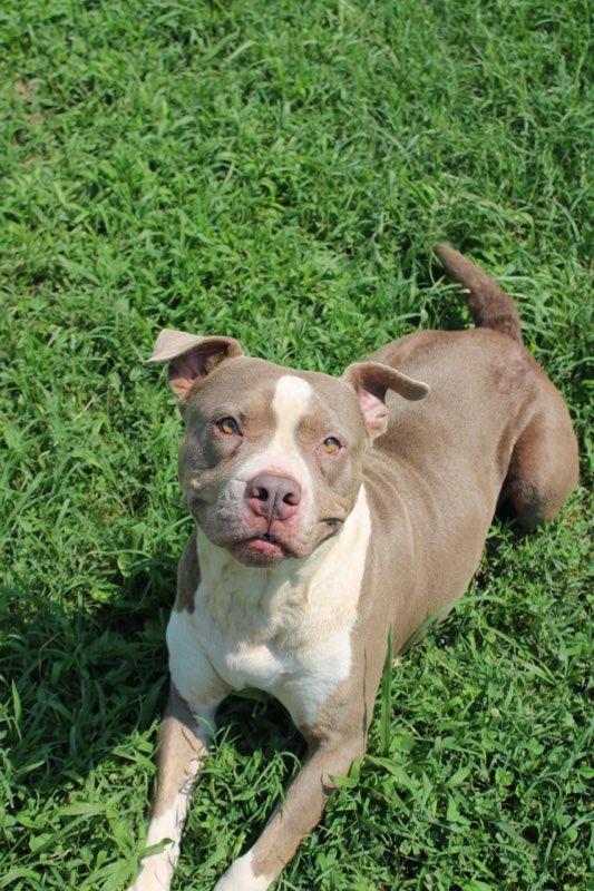Ava, ADOPTABLE, Adult Female Pit Bull Terrier.