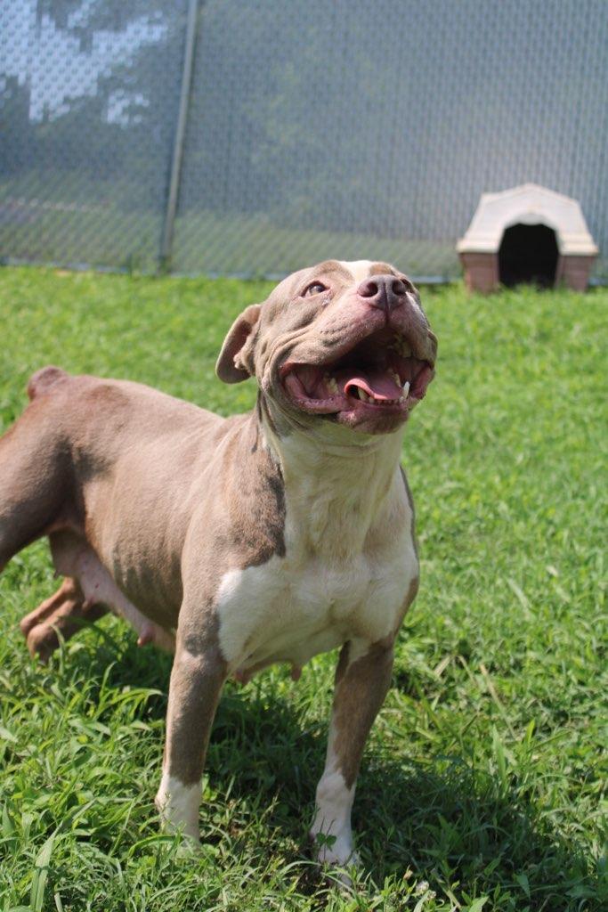 Enlarge Ava, a ADOPTABLE mixed breed in Martinsville, VA image 3/4