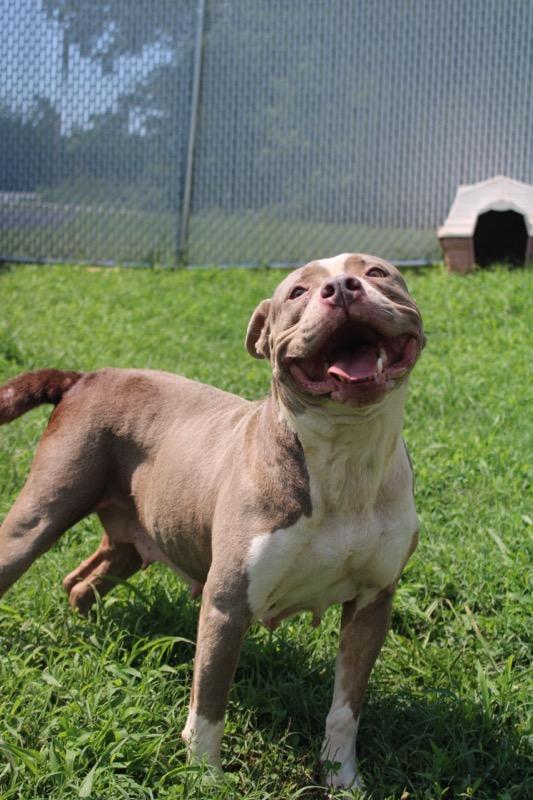 Enlarge Ava, a ADOPTABLE mixed breed in Martinsville, VA image 2/4