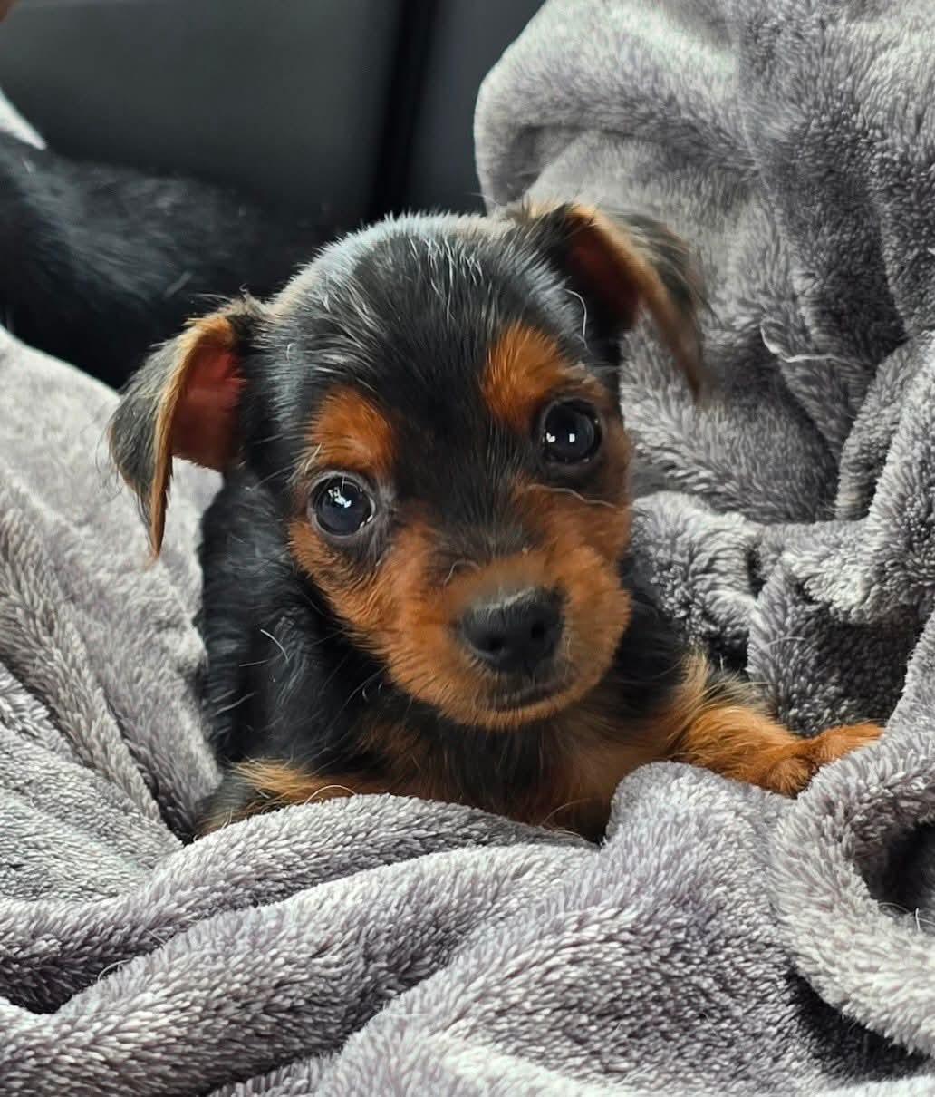 Benji, Adopted, Puppy Male Chorkie.