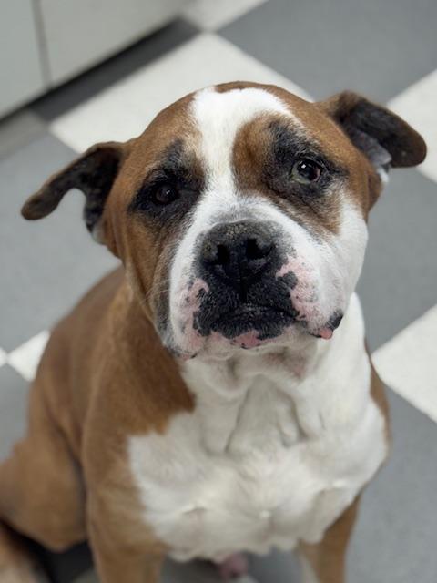 Enlarge Alfie, a ADOPTABLE mixed breed in Benton Harbor, MI image 1/4