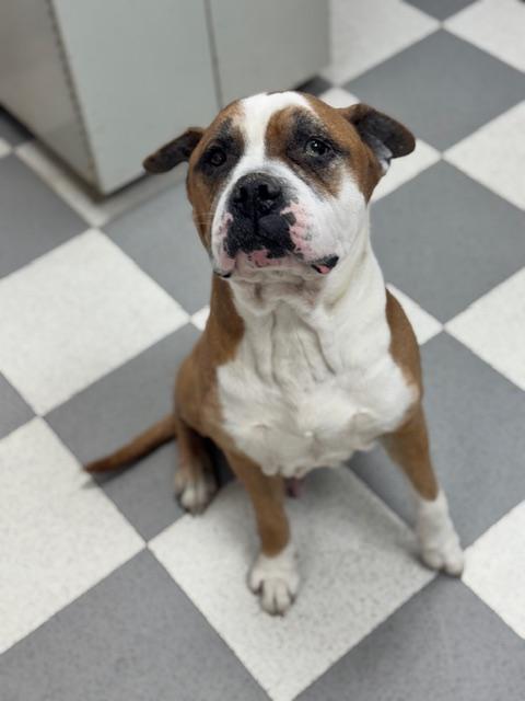 Enlarge Alfie, a ADOPTABLE mixed breed in Benton Harbor, MI image 4/4