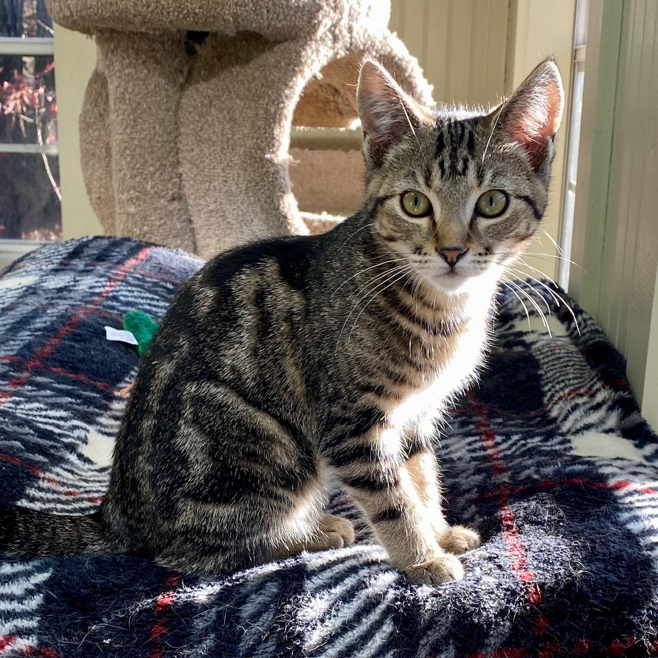 Enlarge Nutmeg, a ADOPTABLE Domestic Short Hair in Jasper, GA image 1/2