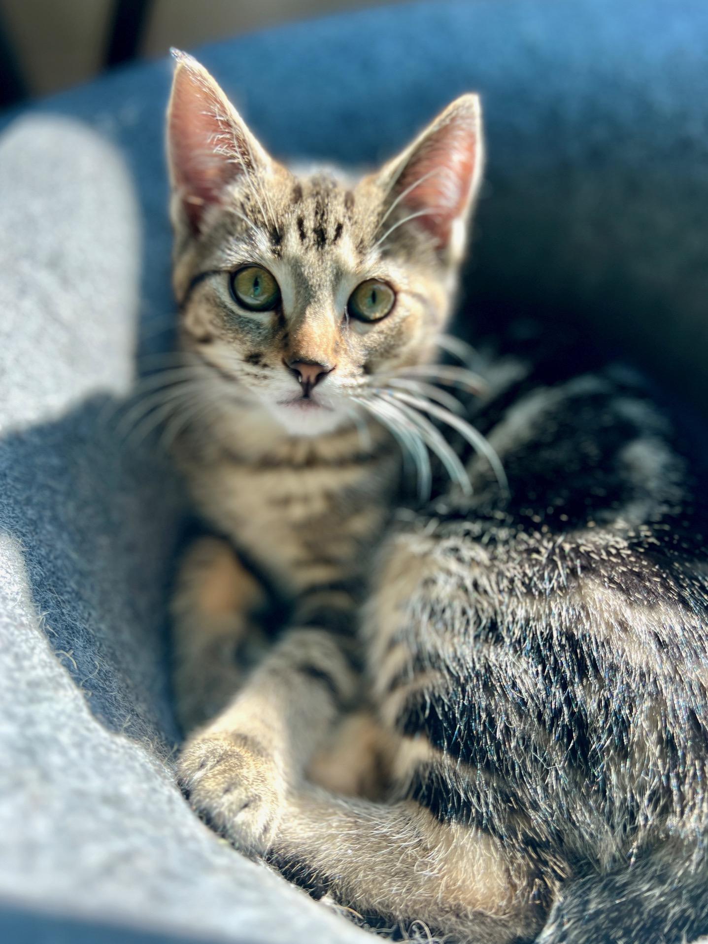 Enlarge Nutmeg, a ADOPTABLE Domestic Short Hair in Jasper, GA image 2/2