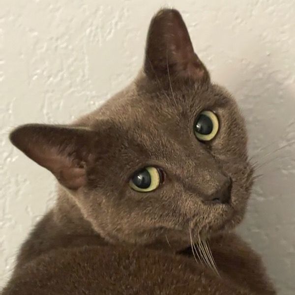 Ash, a Adoptable Russian Blue image 1/6