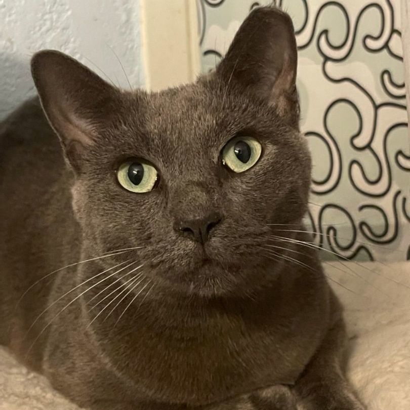 Ash, a Adoptable Russian Blue image 2/6