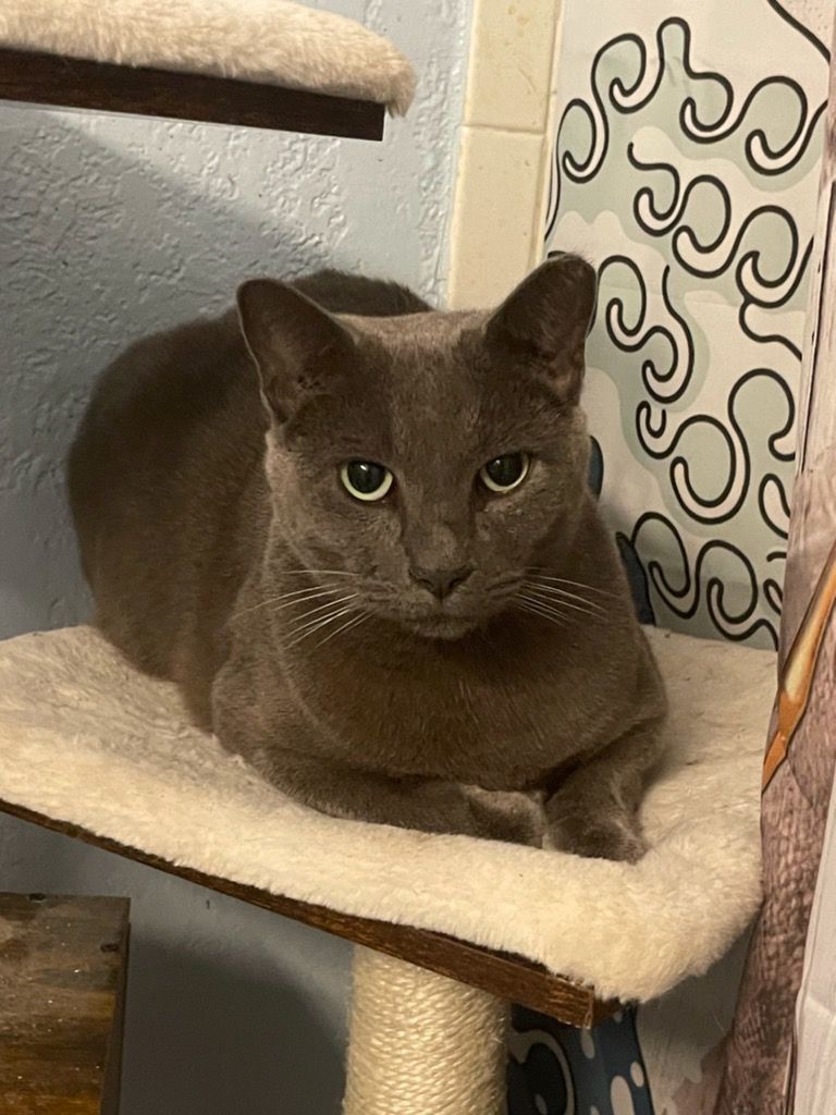 Ash, a Adoptable Russian Blue image 3/6