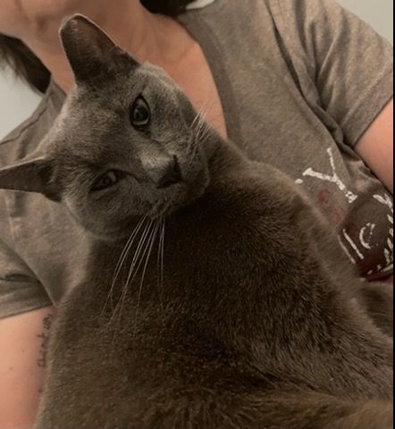 Ash, a Adoptable Russian Blue image 4/6