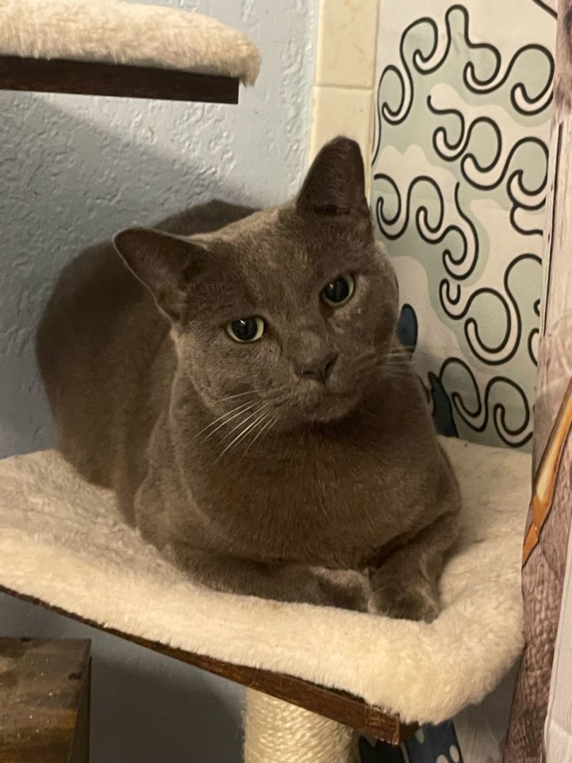 Ash, a Adoptable Russian Blue image 5/6