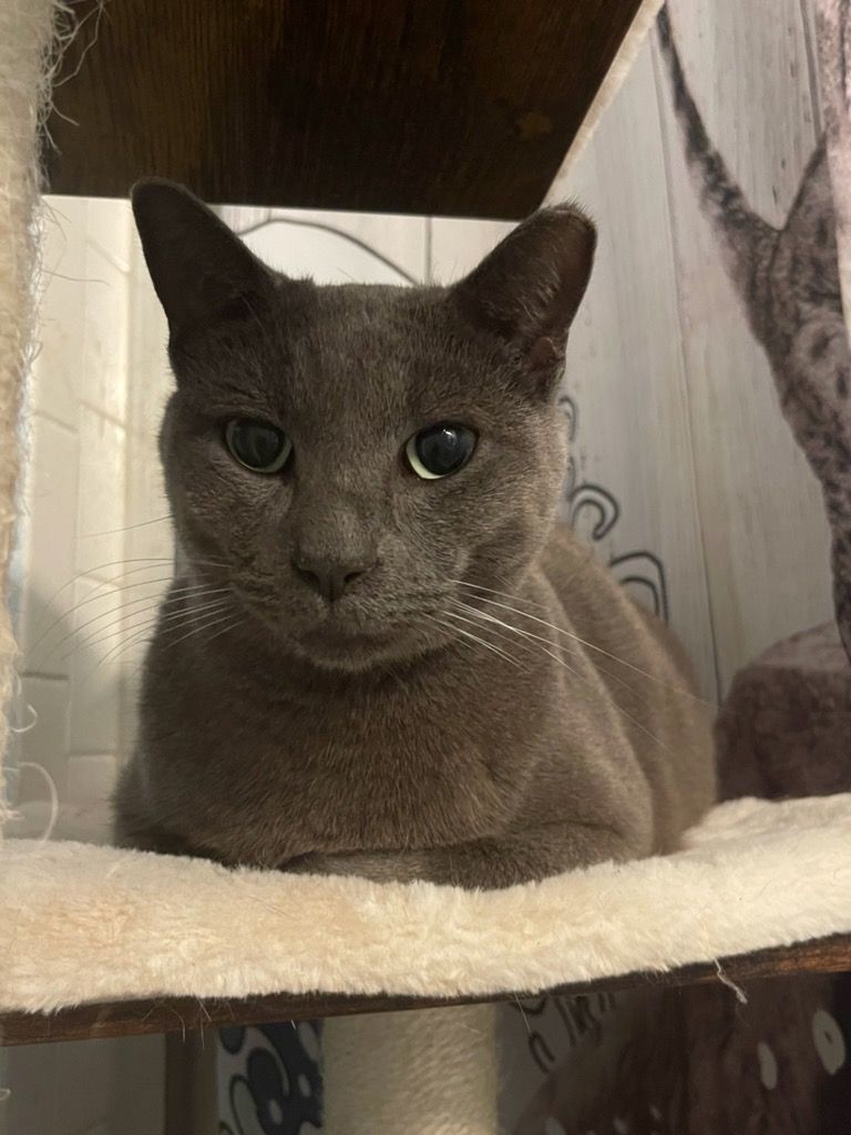 Ash, a Adoptable Russian Blue image 6/6