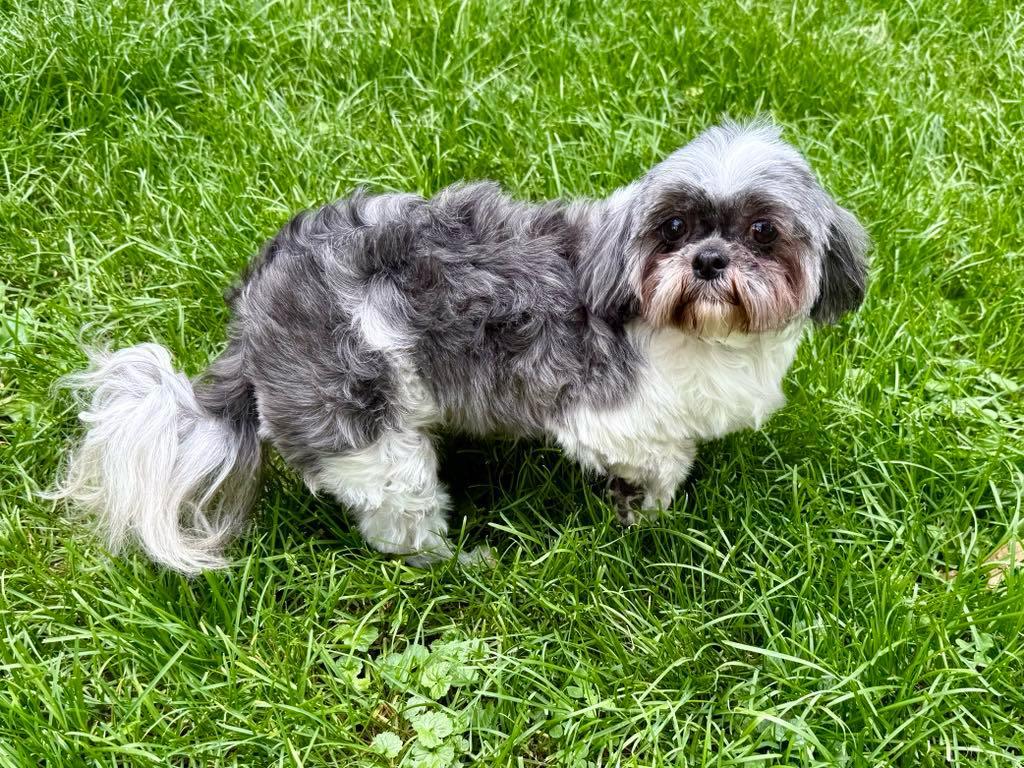 Enlarge Lila, a Adopted Shih Tzu in Lee's Summit, MO image 1/3