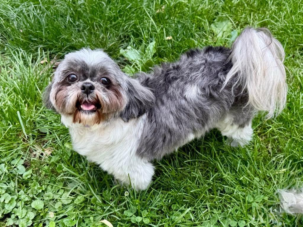 Enlarge Lila, a Adopted Shih Tzu in Lee's Summit, MO image 2/3