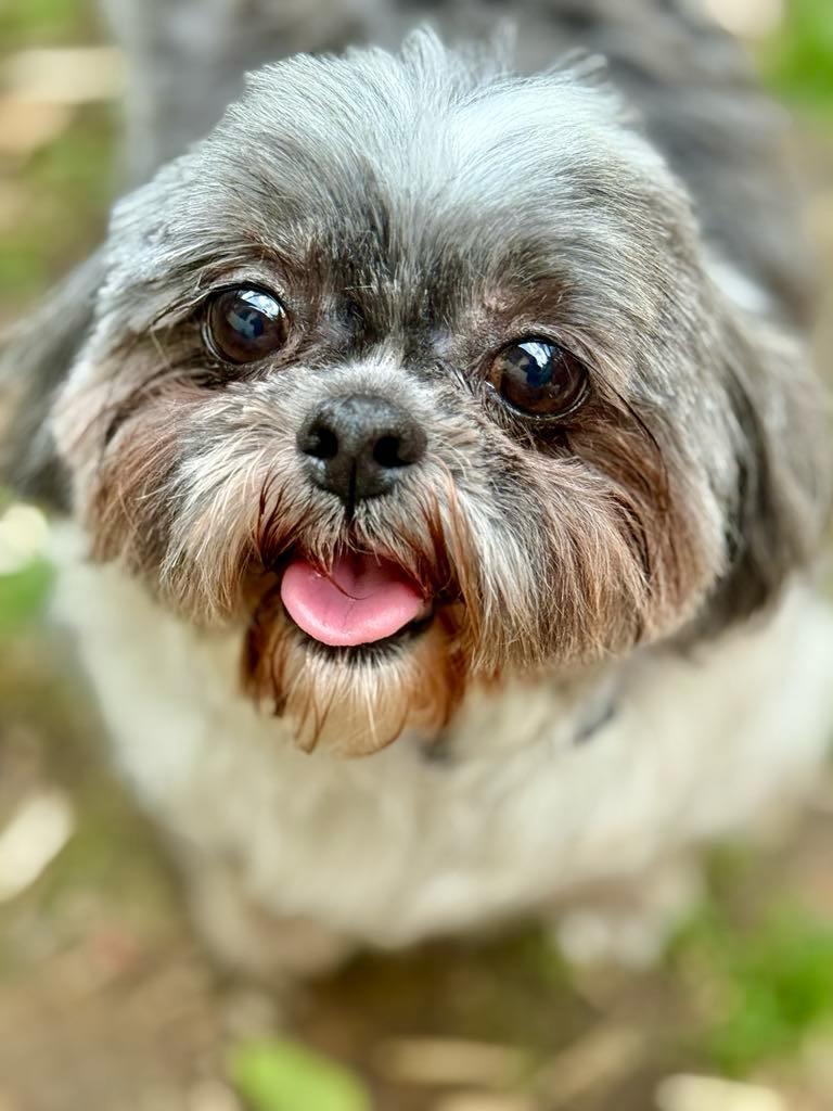 Enlarge Lila, a Adopted Shih Tzu in Lee's Summit, MO image 3/3
