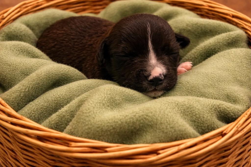 Ivan, Adoptable, Puppy Male Mixed Breed.