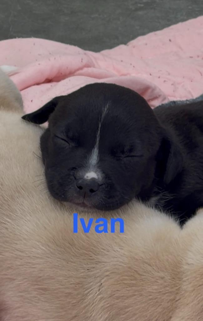 Enlarge Ivan, a Adoptable mixed breed in Centralia, IL image 2/2