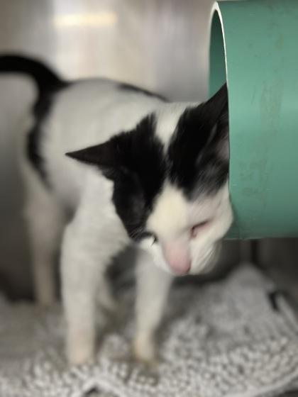 Damaris, a ADOPTABLE Domestic Short Hair in Athens, GA image 3/3
