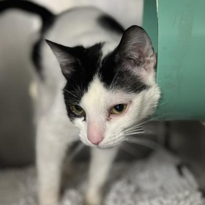 Damaris, a ADOPTABLE Domestic Short Hair in Athens, GA image 2/3