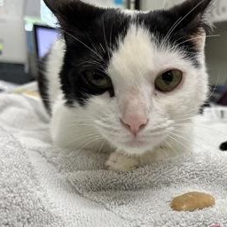 Damaris, a ADOPTABLE Domestic Short Hair in Athens, GA image 1/3