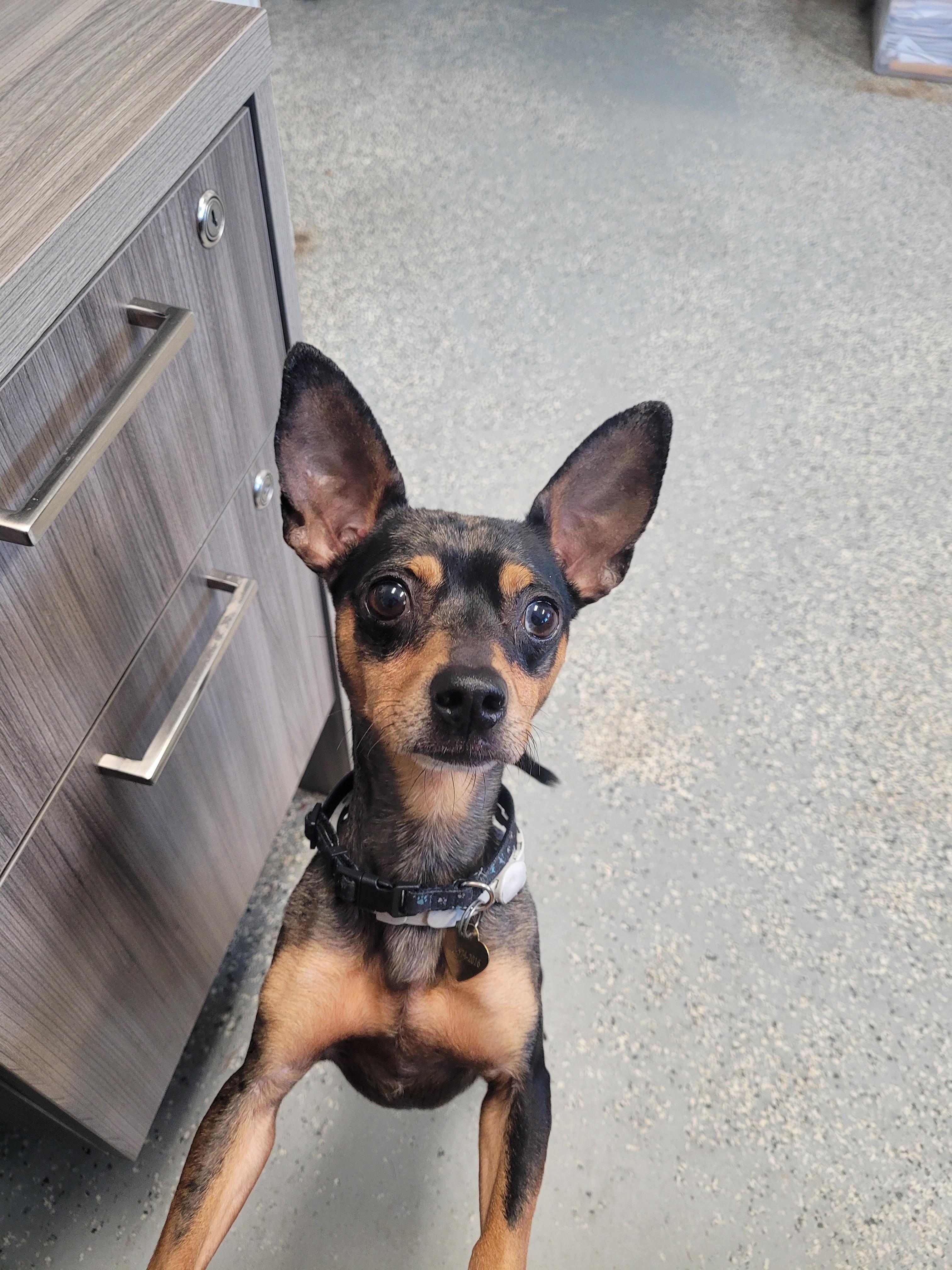 Enlarge Chico Bean, a Adoptable Miniature Pinscher in North Attleboro, MA image 1/1
