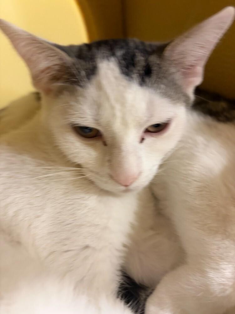 Tessa, Adoptable, Young Female Domestic Short Hair.