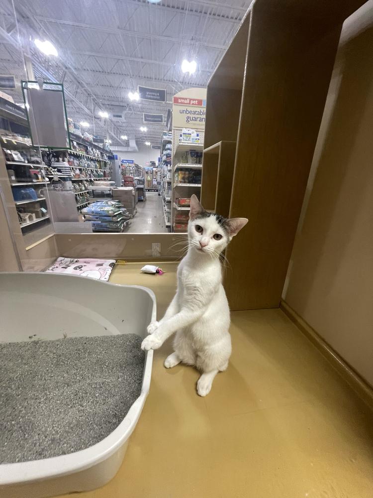 Tessa, a Adoptable Domestic Short Hair in North Brunswick, NJ image 2/3