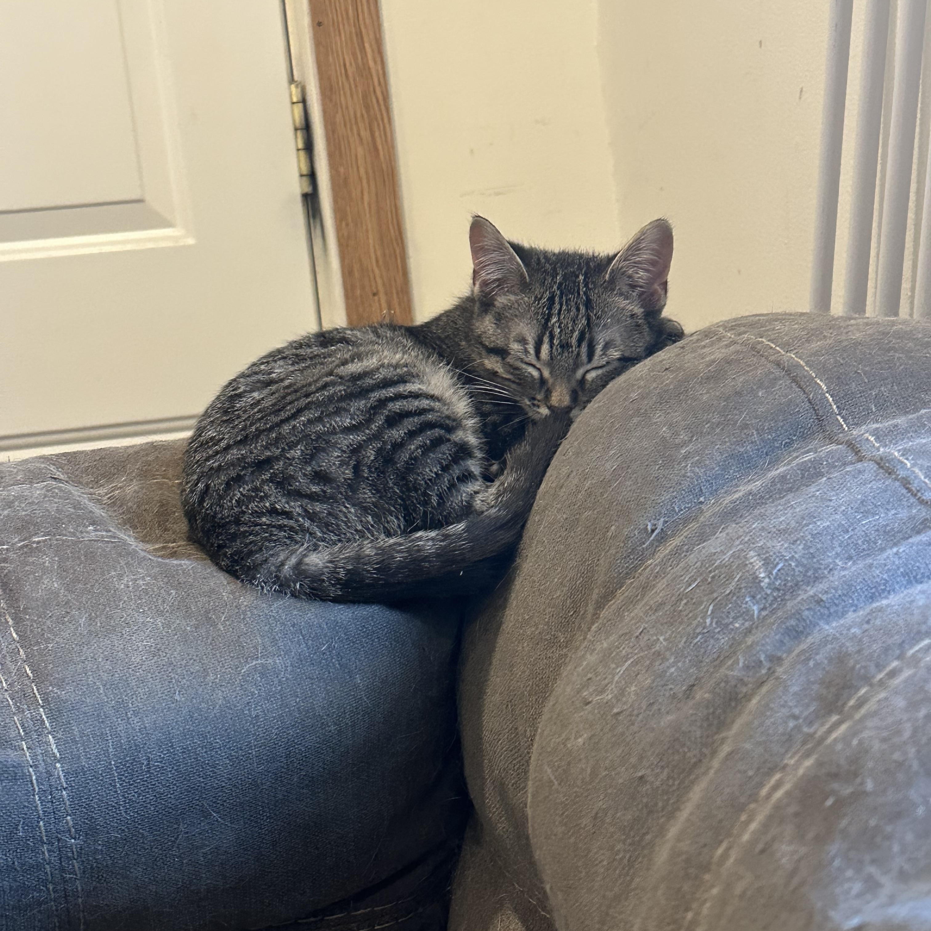 Enlarge Carrie , a Adoptable Domestic Short Hair in Chicago, IL image 4/4