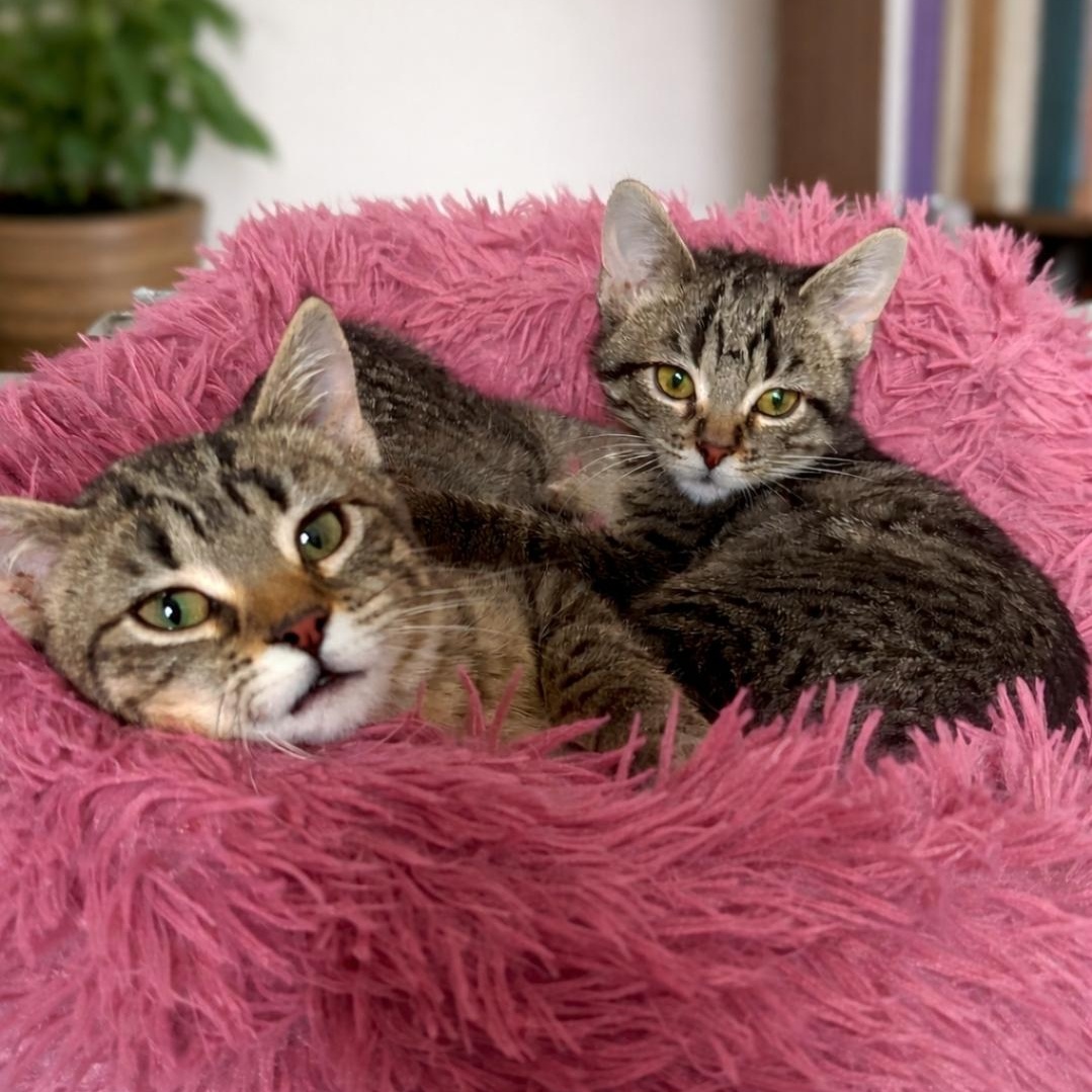 Enlarge Carrie , a Adoptable Domestic Short Hair in Chicago, IL image 2/4